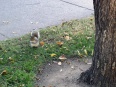 Squirrel gathering food in a park in San Jose